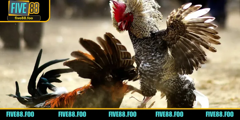 Lý do khiến nhiều người thích thú với đá gà Campuchia