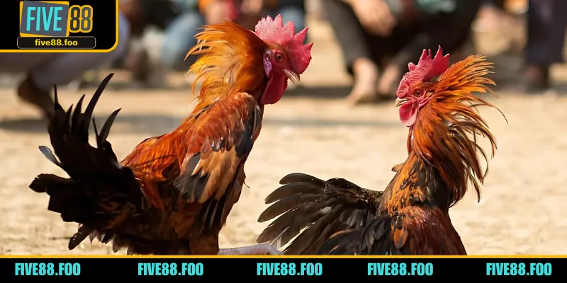 Bí quyết chơi gà đá nhận định thể lực từ đầu và mắt của chúng